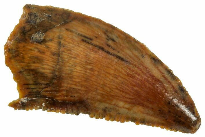 Serrated Raptor Tooth - Real Dinosaur Tooth #357945